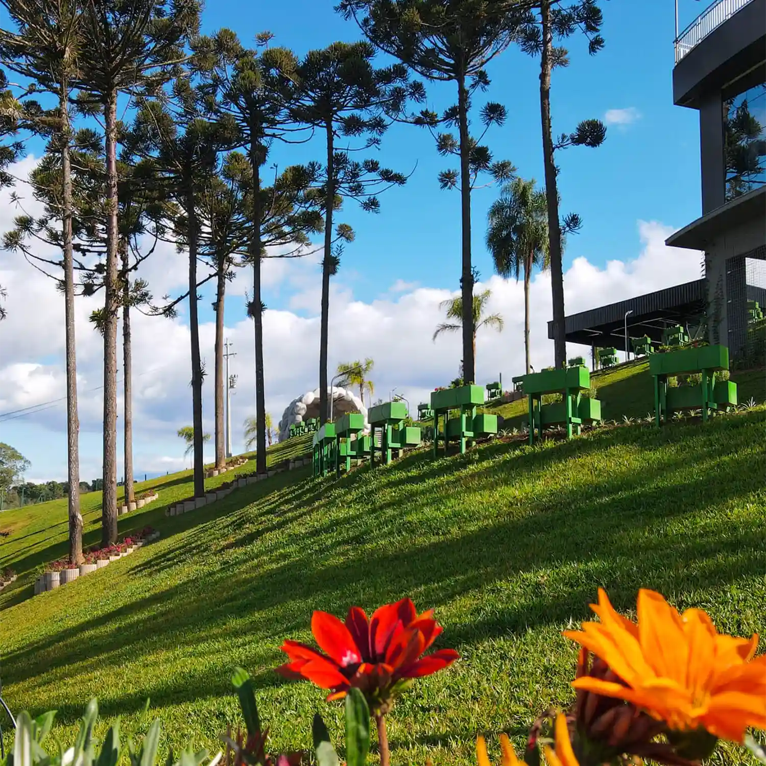 Imagem da Arborização